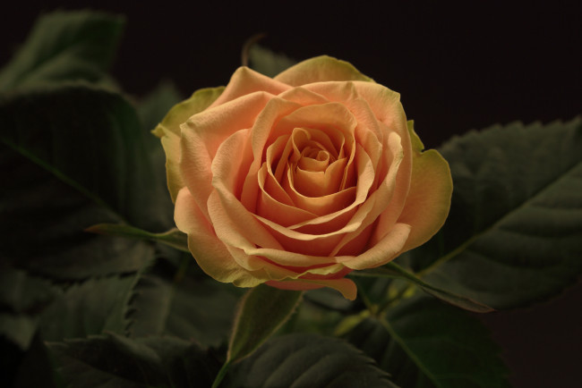 Обои картинки фото цветы, розы, бутон, роза