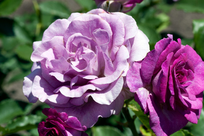 Обои картинки фото цветы, розы, лиловый