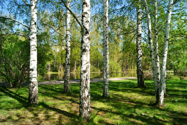 Обои картинки фото природа, деревья, берёзы