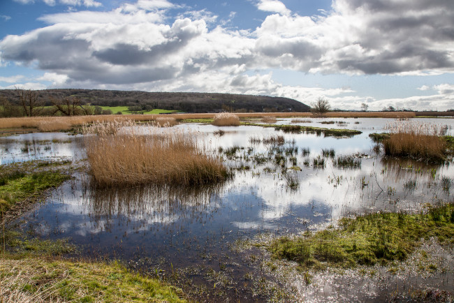 Обои картинки фото природа, реки, озера, трава, кочки, паводок, река, поле