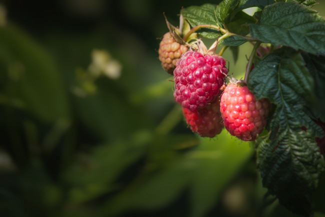 Обои картинки фото природа, Ягоды, малина