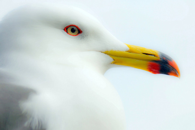 Обои картинки фото животные, Чайки,  бакланы,  крачки, белая, чайка