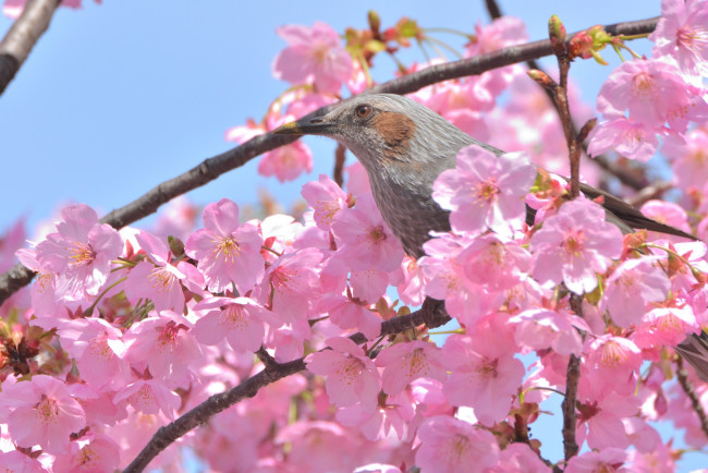 Обои картинки фото животные, птицы, птица, дерево, ветки, цветы
