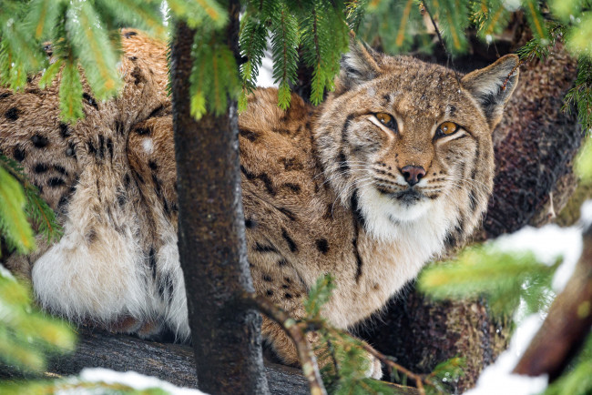 Обои картинки фото животные, рыси, кошка