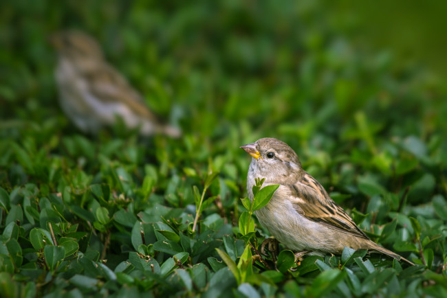 Обои картинки фото животные, воробьи, воробышек