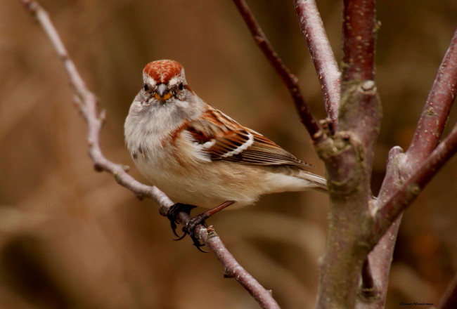 Обои картинки фото животные, воробьи, птица, ветки, дерево