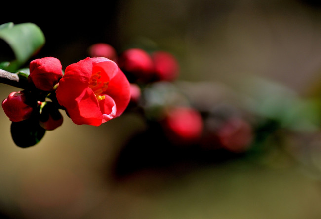 Обои картинки фото цветы, айва, веточка, листья, цветочки