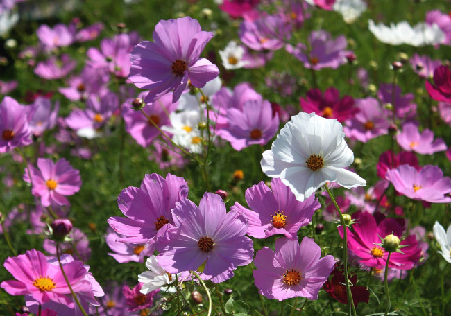 Обои картинки фото цветы, космея, много