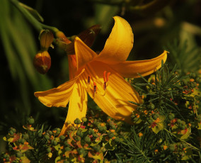 Картинка цветы лилии +лилейники лилия цветок жёлтый