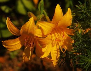 Картинка цветы лилии +лилейники жёлтые