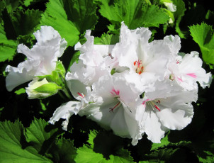 Картинка цветы годеция белые