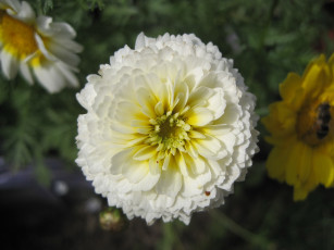 Картинка цветы цинния цветок белый