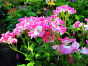 Картинка цветы годеция розовые клумба