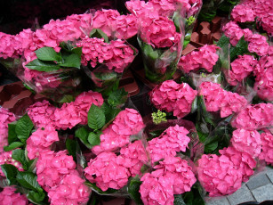 Картинка цветы гортензия розовый