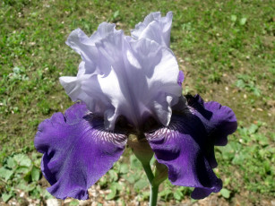 Картинка цветы ирисы макро