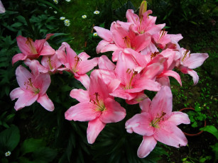 Картинка цветы лилии +лилейники розовые