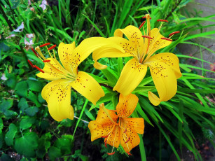 Картинка цветы лилии +лилейники жёлтые