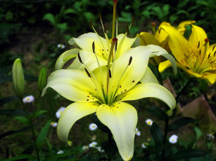 Картинка цветы лилии +лилейники жёлтые