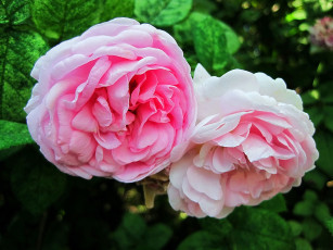 Картинка цветы розы розовая роза