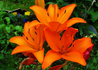 Картинка цветы лилии +лилейники оранжевые