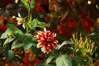 Картинка цветы георгины рябой цветок куст георгина