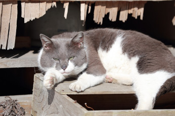 Картинка животные коты кот киса фон коте кошка ушки взгляд