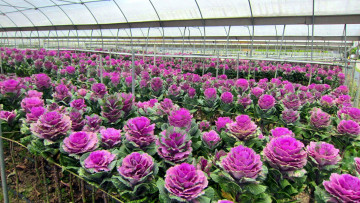 Картинка цветы декоративная+капуста много