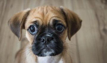 Картинка животные собаки собака друг взгляд