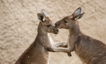 Картинка животные кенгуру природа фон