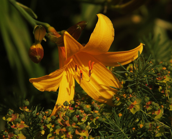 Обои картинки фото цветы, лилии,  лилейники, лилия, цветок, жёлтый