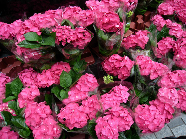 Обои картинки фото цветы, гортензия, розовый