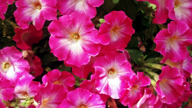 Обои картинки фото цветы, петунии,  калибрахоа, яркие