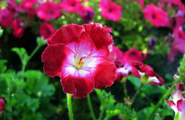 Обои картинки фото цветы, годеция, цветок, макро