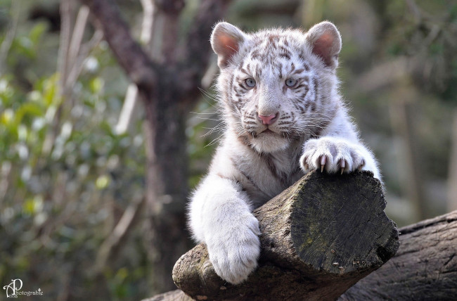 Обои картинки фото животные, тигры, тигрёнок, детёныш, котёнок, малыш, мордочка, лапы, отдых