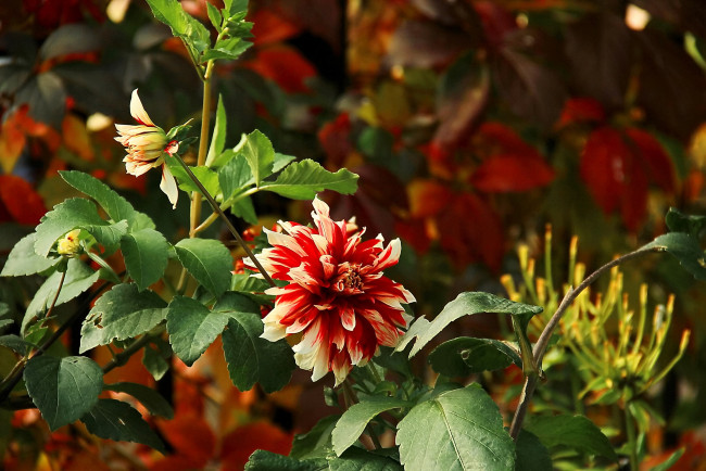 Обои картинки фото цветы, георгины, рябой, цветок, куст, георгина