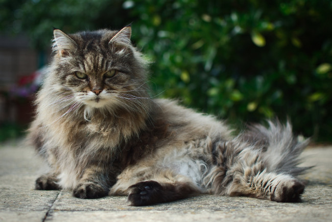 Обои картинки фото животные, коты, фон, ушки, взгляд, кошка, кот, коте, киса