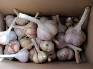 обоя еда, Чеснок, урожай