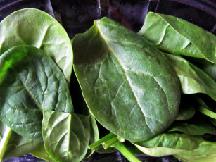 Картинка еда овощи шпинат