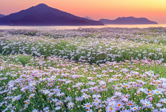 Картинка природа луга луг цветы горы