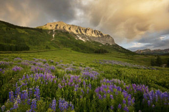 Картинка природа луга простор