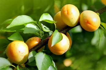 Картинка природа плоды абрикосы
