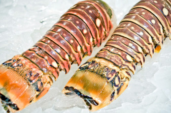 Картинка еда рыба +морепродукты +суши +роллы лобстер