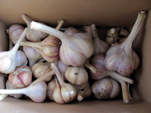 Обои картинки фото еда, Чеснок, урожай