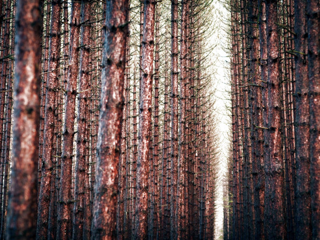 Обои картинки фото природа, лес, стволы