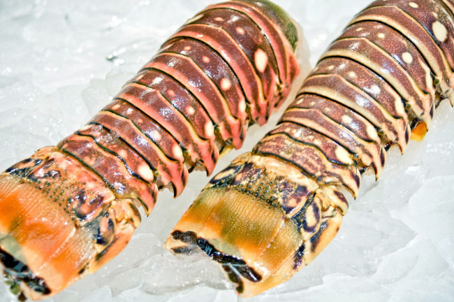 Обои картинки фото еда, рыба,  морепродукты,  суши,  роллы, лобстер