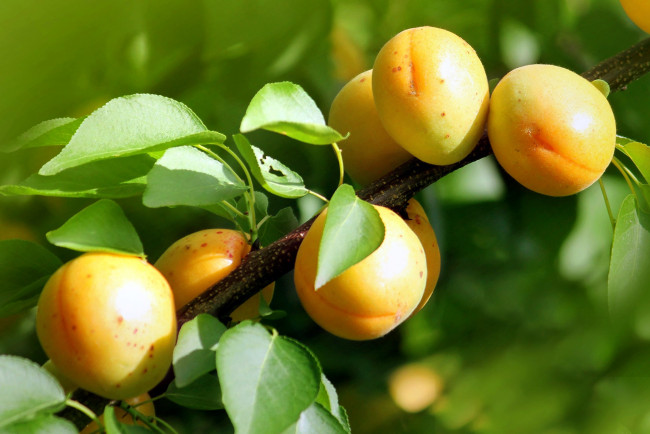 Обои картинки фото природа, плоды, абрикосы