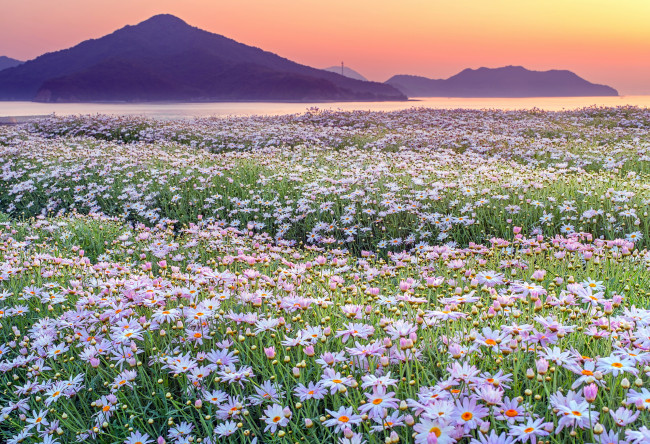 Обои картинки фото природа, луга, луг, цветы, горы