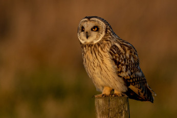 Картинка животные совы вечер столб птица сова фон закат