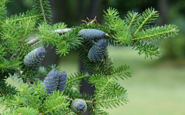 Картинка природа шишки +жёлуди +каштаны