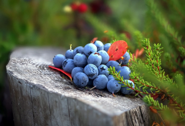 Обои картинки фото еда, голубика,  черника